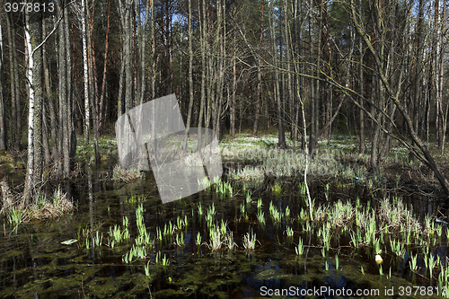 Image of swamp spring   season