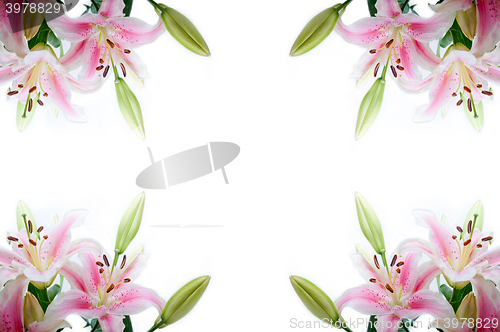 Image of lily flowers corner frame