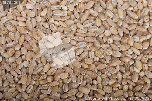 Image of organic barley grains