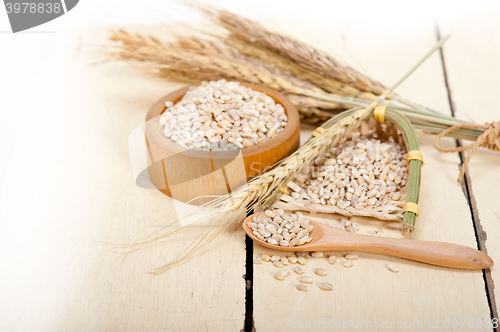 Image of organic wheat grains 