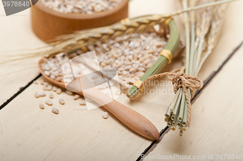 Image of organic wheat grains 