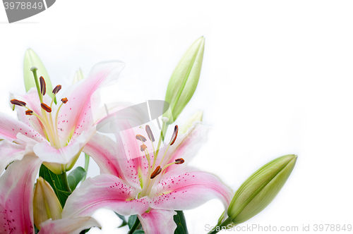 Image of lily flowers corner frame