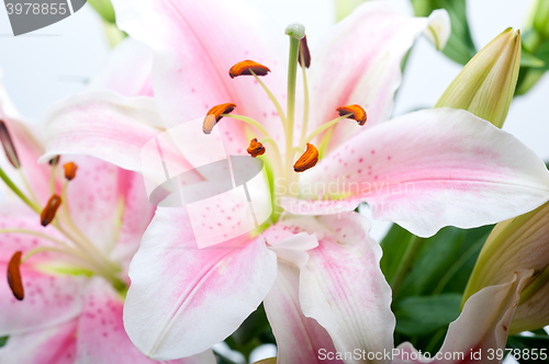 Image of pink lily flower bouquet