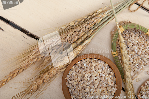 Image of organic wheat grains 