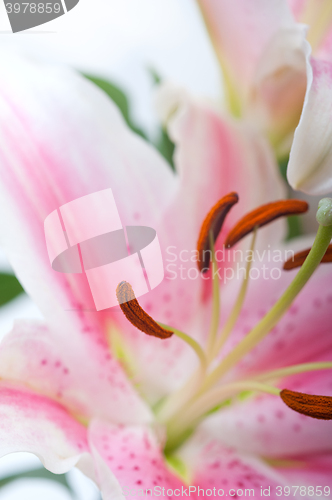 Image of pink lily flower bouquet