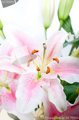 Image of pink lily flower bouquet