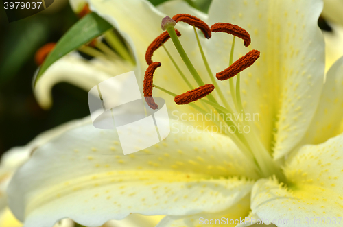 Image of White fresh lilly flowers with green leaves