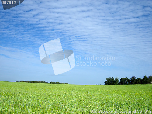 Image of wheat field