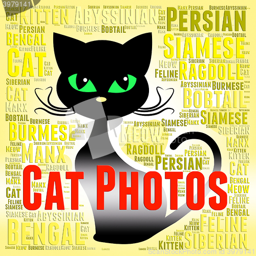 Image of Cat Photos Means Feline Picture And Snapshots