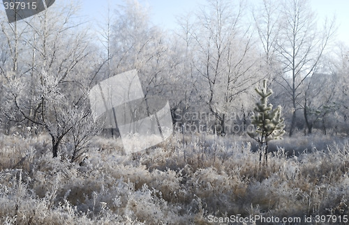 Image of winter background