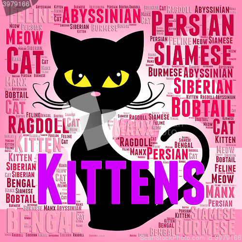 Image of Kittens Words Represents Domestic Cat And Young