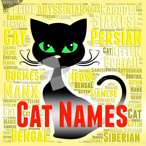 Image of Cat Names Represents Pedigree Pets And Felines