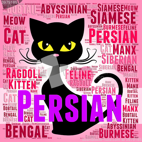 Image of Persian Cat Represents Pet Bred And Kitten