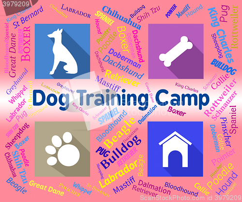 Image of Dog Training Camp Indicates Group Trained And Coaching