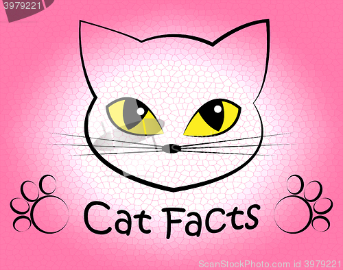 Image of Cat Facts Shows Truth Data And Felines