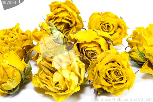 Image of dried yellow roses