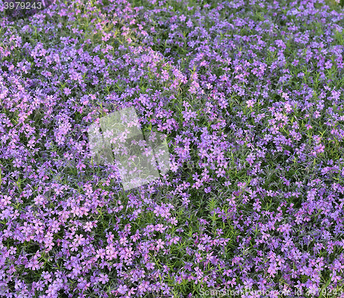 Image of  Beautiful pink flowers background