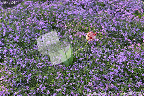 Image of  Beautiful pink flowers background
