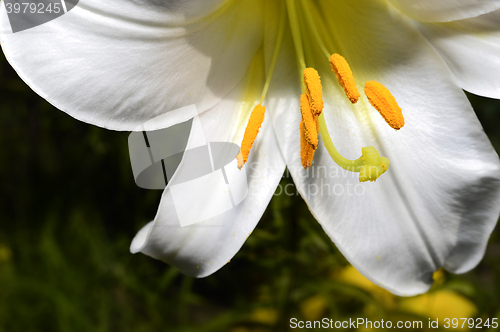 Image of Decorative white lily in the garden closeup