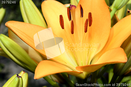 Image of Flowering ornamental yellow lily in the garden closeup