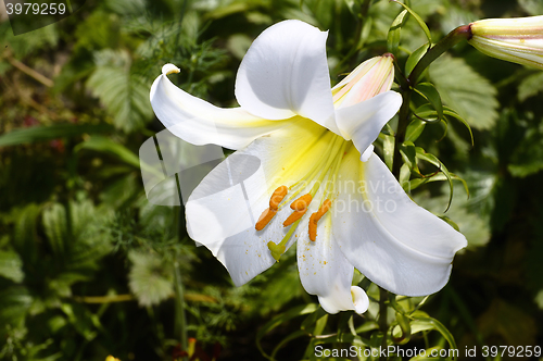 Image of Decorative white lily in the garden closeup