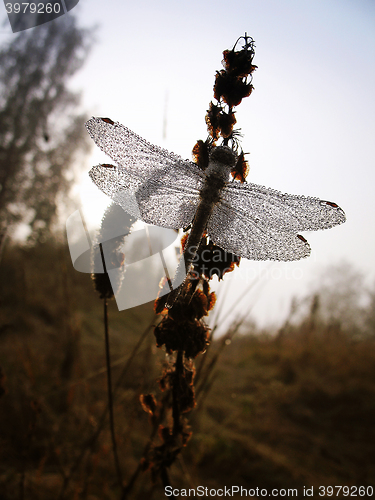 Image of Drops of morning dew on a dragonfly closeup