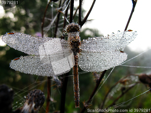 Image of Drops of morning dew on a dragonfly closeup