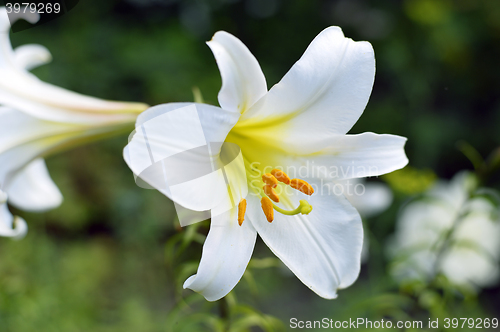 Image of Decorative white lily in the garden closeup