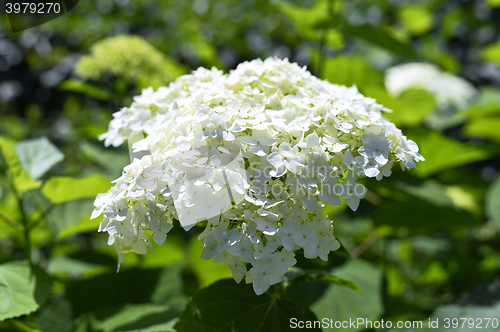 Image of Ornamental flowering hydrangea closeup in the garden