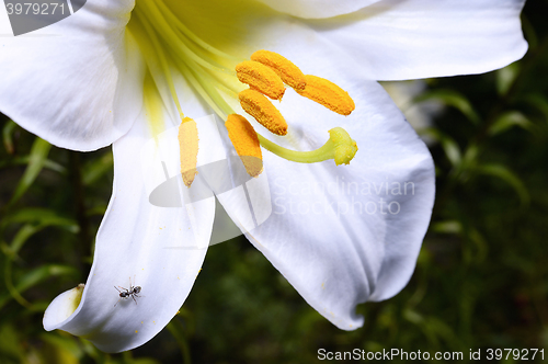 Image of Decorative white lily in the garden closeup