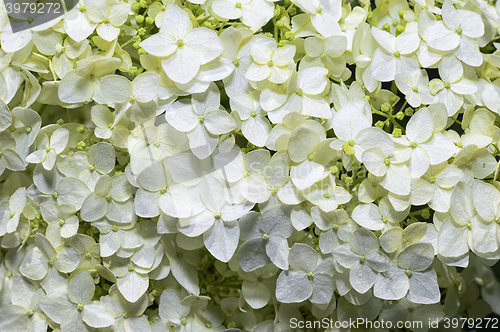 Image of Ornamental flowering hydrangea closeup in the garden