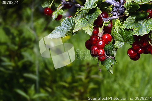 Image of Bunches of red currant on a branch close up in the garden