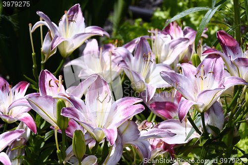 Image of Decorative white lily in the garden closeup