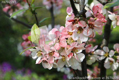 Image of Beautiful flowers of spring tree