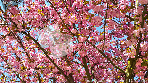 Image of Beautiful flowers of japanese cherry blossom