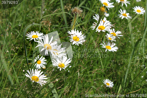 Image of Field of daisies