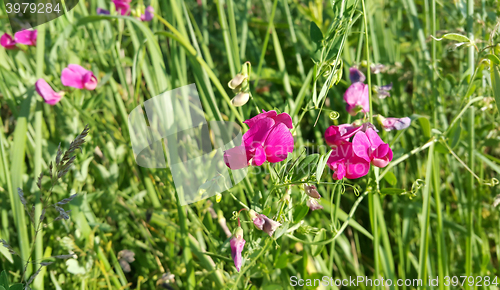 Image of Sweet peas flower growing wild