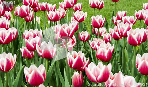 Image of tulips