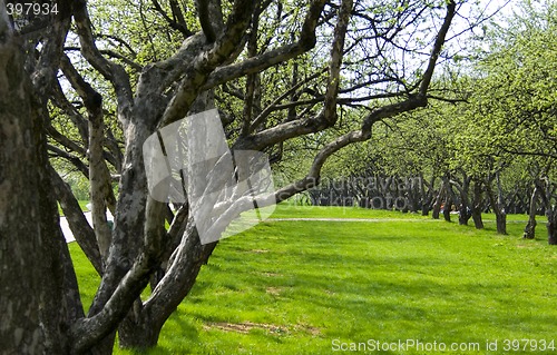 Image of spring garden