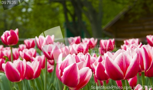Image of tulips