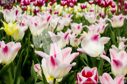Image of tulips in the botanical garden