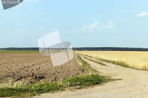 Image of farm field cereals 