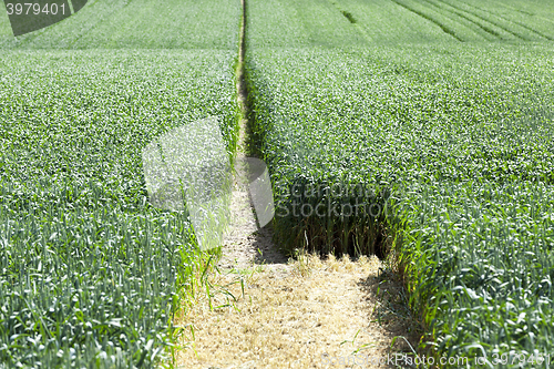 Image of green cereals, close-up 
