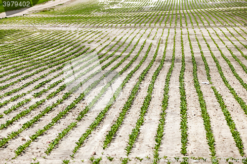 Image of field with beetroot  