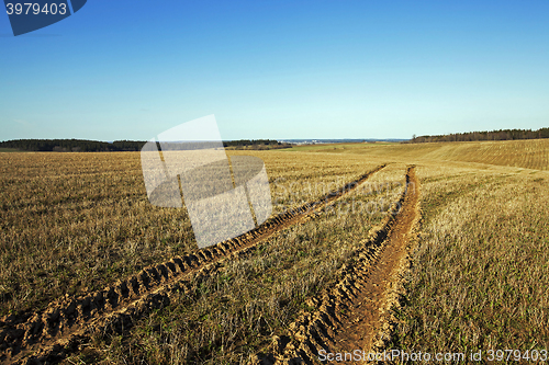 Image of green vegetation   grow 