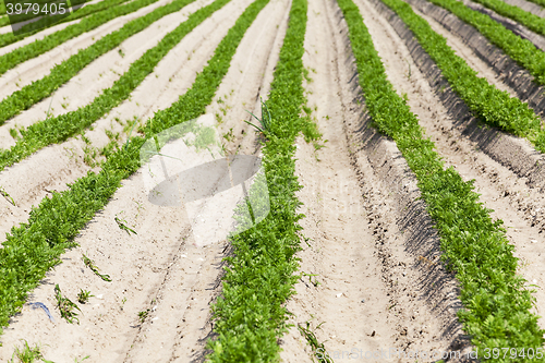 Image of Field with carrot 
