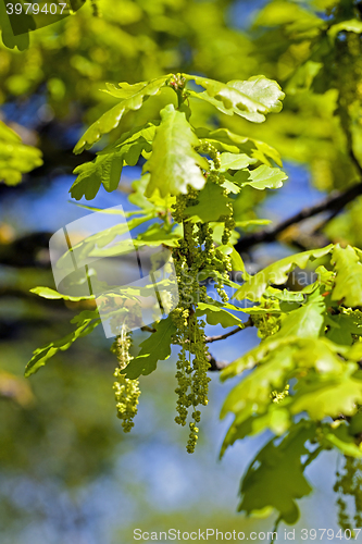 Image of Flower closeup oak 