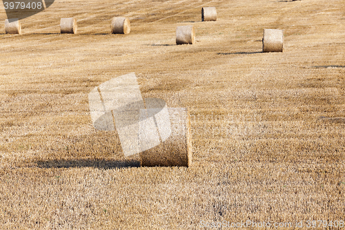 Image of haystacks in a field of straw  