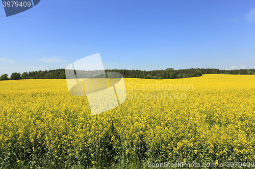 Image of Rape field ,  Blue sky.