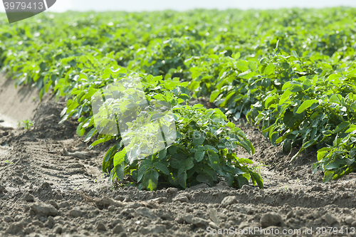 Image of Field with potato  